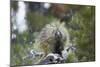 Porcupine (Erethizon Dorsatum)-James Hager-Mounted Photographic Print