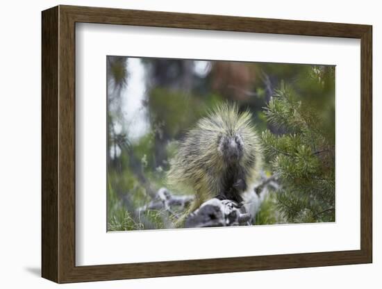 Porcupine (Erethizon Dorsatum)-James Hager-Framed Photographic Print