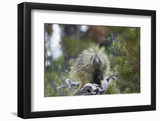 Porcupine (Erethizon Dorsatum)-James Hager-Framed Photographic Print