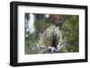 Porcupine (Erethizon Dorsatum)-James Hager-Framed Photographic Print