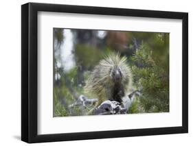 Porcupine (Erethizon Dorsatum)-James Hager-Framed Photographic Print