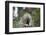 Porcupine (Erethizon Dorsatum)-James Hager-Framed Photographic Print