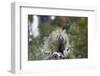 Porcupine (Erethizon Dorsatum)-James Hager-Framed Photographic Print