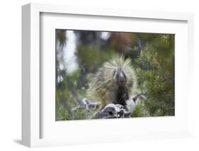 Porcupine (Erethizon Dorsatum)-James Hager-Framed Photographic Print