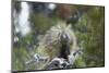 Porcupine (Erethizon Dorsatum)-James Hager-Mounted Photographic Print