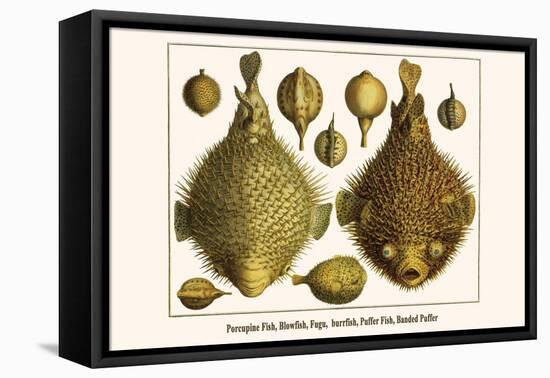 Porcupine Fish, Blowfish, Fugu, Burrfish, Puffer Fish, Banded Puffer-Albertus Seba-Framed Stretched Canvas