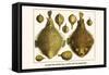 Porcupine Fish, Blowfish, Fugu, Burrfish, Puffer Fish, Banded Puffer-Albertus Seba-Framed Stretched Canvas