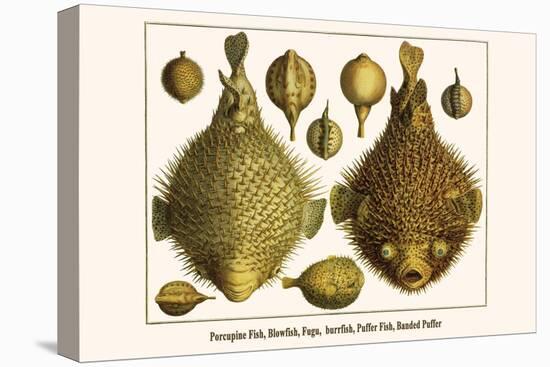 Porcupine Fish, Blowfish, Fugu, Burrfish, Puffer Fish, Banded Puffer-Albertus Seba-Stretched Canvas