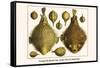 Porcupine Fish, Blowfish, Fugu, Burrfish, Puffer Fish, Banded Puffer-Albertus Seba-Framed Stretched Canvas