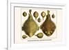 Porcupine Fish, Blowfish, Fugu, Burrfish, Puffer Fish, Banded Puffer-Albertus Seba-Framed Premium Giclee Print