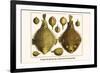 Porcupine Fish, Blowfish, Fugu, Burrfish, Puffer Fish, Banded Puffer-Albertus Seba-Framed Premium Giclee Print