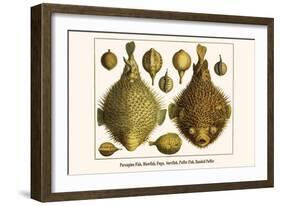 Porcupine Fish, Blowfish, Fugu, Burrfish, Puffer Fish, Banded Puffer-Albertus Seba-Framed Art Print