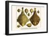 Porcupine Fish, Blowfish, Fugu, Burrfish, Puffer Fish, Banded Puffer-Albertus Seba-Framed Art Print