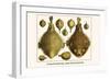 Porcupine Fish, Blowfish, Fugu, Burrfish, Puffer Fish, Banded Puffer-Albertus Seba-Framed Art Print