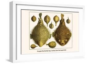 Porcupine Fish, Blowfish, Fugu, Burrfish, Puffer Fish, Banded Puffer-Albertus Seba-Framed Art Print