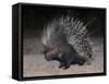 Porcupine (Hystrix Africaeaustralis), Limpopo, South Africa, Africa-Ann & Steve Toon-Framed Stretched Canvas