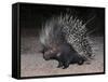 Porcupine (Hystrix Africaeaustralis), Limpopo, South Africa, Africa-Ann & Steve Toon-Framed Stretched Canvas