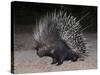 Porcupine (Hystrix Africaeaustralis), Limpopo, South Africa, Africa-Ann & Steve Toon-Stretched Canvas