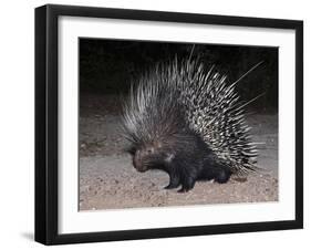 Porcupine (Hystrix Africaeaustralis), Limpopo, South Africa, Africa-Ann & Steve Toon-Framed Photographic Print