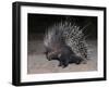 Porcupine (Hystrix Africaeaustralis), Limpopo, South Africa, Africa-Ann & Steve Toon-Framed Photographic Print