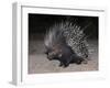 Porcupine (Hystrix Africaeaustralis), Limpopo, South Africa, Africa-Ann & Steve Toon-Framed Photographic Print