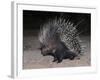 Porcupine (Hystrix Africaeaustralis), Limpopo, South Africa, Africa-Ann & Steve Toon-Framed Photographic Print