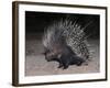 Porcupine (Hystrix Africaeaustralis), Limpopo, South Africa, Africa-Ann & Steve Toon-Framed Photographic Print