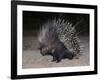 Porcupine (Hystrix Africaeaustralis), Limpopo, South Africa, Africa-Ann & Steve Toon-Framed Photographic Print