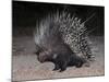 Porcupine (Hystrix Africaeaustralis), Limpopo, South Africa, Africa-Ann & Steve Toon-Mounted Photographic Print