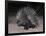 Porcupine (Hystrix Africaeaustralis), Limpopo, South Africa, Africa-Ann & Steve Toon-Framed Photographic Print