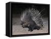 Porcupine (Hystrix Africaeaustralis), Limpopo, South Africa, Africa-Ann & Steve Toon-Framed Stretched Canvas