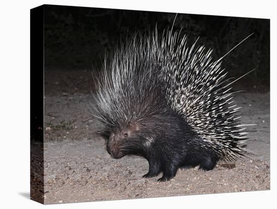 Porcupine (Hystrix Africaeaustralis), Limpopo, South Africa, Africa-Ann & Steve Toon-Stretched Canvas