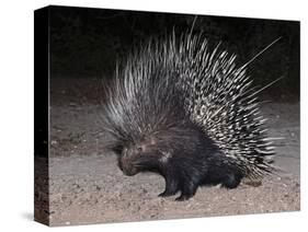 Porcupine (Hystrix Africaeaustralis), Limpopo, South Africa, Africa-Ann & Steve Toon-Stretched Canvas