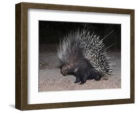 Porcupine (Hystrix Africaeaustralis), Limpopo, South Africa, Africa-Ann & Steve Toon-Framed Photographic Print