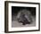 Porcupine (Hystrix Africaeaustralis), Limpopo, South Africa, Africa-Ann & Steve Toon-Framed Photographic Print