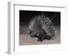 Porcupine (Hystrix Africaeaustralis), Limpopo, South Africa, Africa-Ann & Steve Toon-Framed Photographic Print