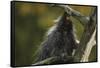 Porcupine in a Tree-W. Perry Conway-Framed Stretched Canvas