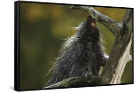 Porcupine in a Tree-W. Perry Conway-Framed Stretched Canvas