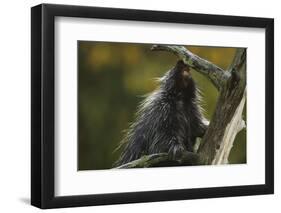 Porcupine in a Tree-W. Perry Conway-Framed Premium Photographic Print