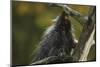 Porcupine in a Tree-W. Perry Conway-Mounted Premium Photographic Print