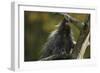 Porcupine in a Tree-W. Perry Conway-Framed Photographic Print