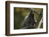 Porcupine in a Tree-W. Perry Conway-Framed Photographic Print