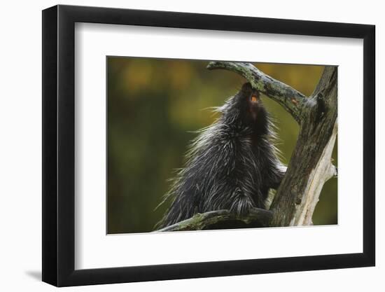 Porcupine in a Tree-W. Perry Conway-Framed Photographic Print