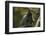 Porcupine in a Tree-W. Perry Conway-Framed Photographic Print