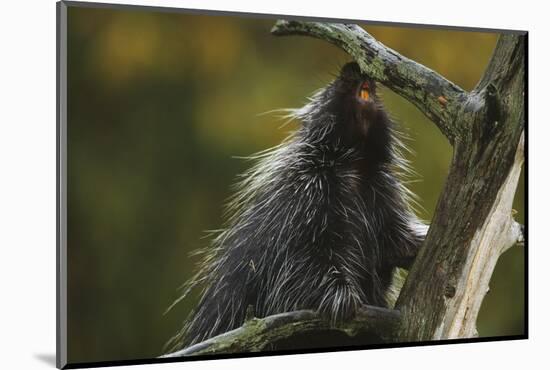 Porcupine in a Tree-W. Perry Conway-Mounted Photographic Print