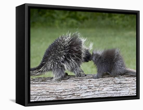 Porcupine Mother and Baby, in Captivity, Sandstone, Minnesota, USA-James Hager-Framed Stretched Canvas