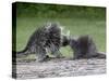 Porcupine Mother and Baby, in Captivity, Sandstone, Minnesota, USA-James Hager-Stretched Canvas