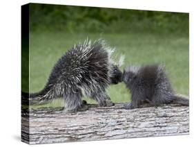 Porcupine Mother and Baby, in Captivity, Sandstone, Minnesota, USA-James Hager-Stretched Canvas
