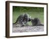 Porcupine Mother and Baby, in Captivity, Sandstone, Minnesota, USA-James Hager-Framed Photographic Print