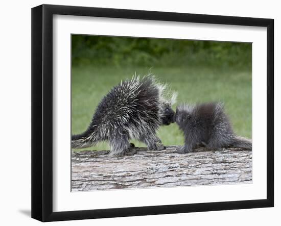 Porcupine Mother and Baby, in Captivity, Sandstone, Minnesota, USA-James Hager-Framed Photographic Print